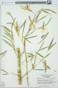 Phyllostachys aurea image