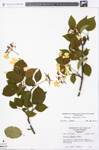 Viburnum plicatum image