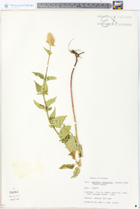 Agastache urticifolia image