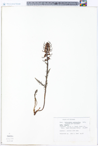 Pedicularis groenlandica image