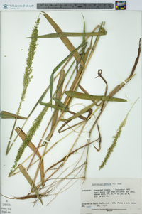 Sacciolepis striata image