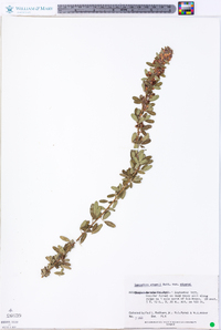 Lespedeza stuevei image