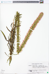 Liatris elegans image