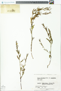 Tragia urticifolia image