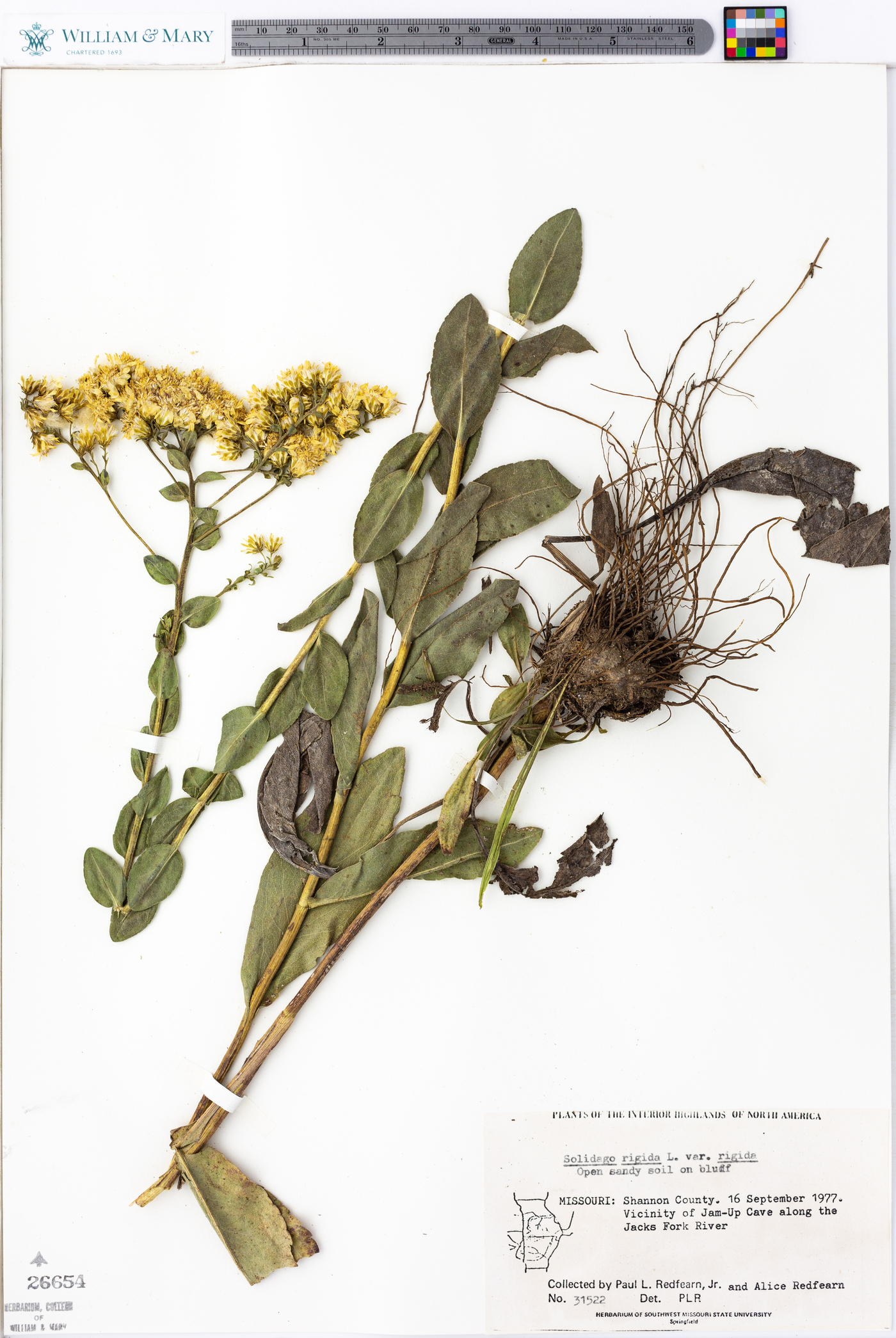 Solidago rigida var. rigida image