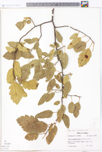 Malus angustifolia image