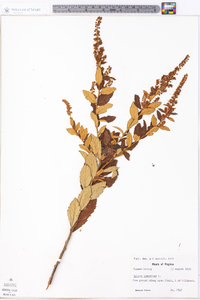 Spiraea tomentosa image