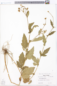 Geum virginianum image