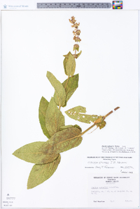 Stachys eplingii image