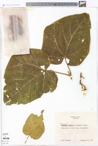 Paulownia tomentosa image