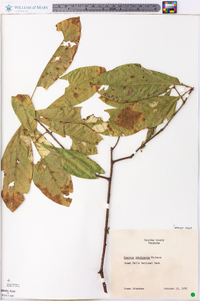 Quercus imbricaria image