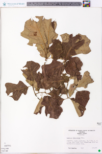 Quercus ilicifolia image