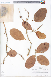 Image Associated With the Occurence