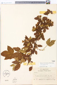 Rubus argutus image