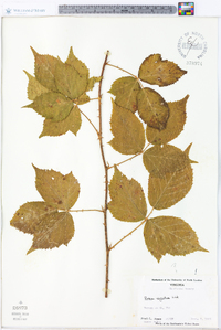 Rubus argutus image