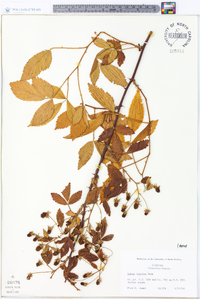 Rubus argutus image