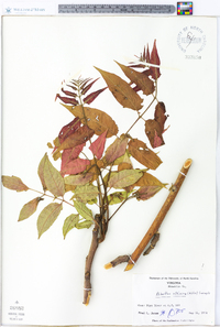 Ailanthus altissima image