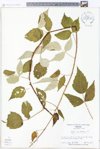 Rubus occidentalis image