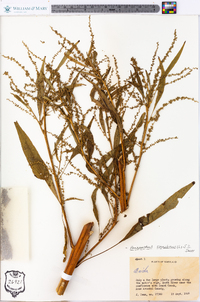 Amaranthus cannabinus image