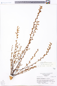 Epifagus virginiana image