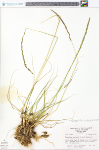 Sporobolus poiretii image