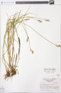 Carex longii image