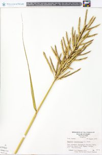 Spartina cynosuroides image