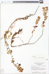 Vaccinium macrocarpon image