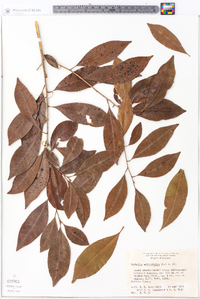 Dipholis salicifolia image