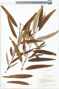 Salix caroliniana image