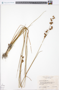 Juncus scirpoides image