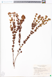 Hypericum tetrapetalum image