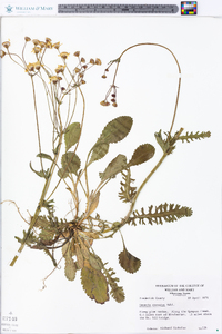 Packera obovata image