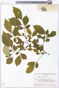 Styrax americanus image