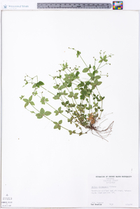 Galium circaezans image