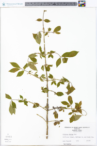 Euonymus alatus image