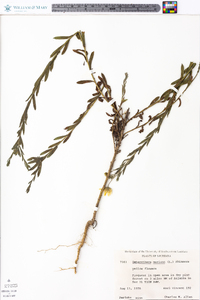 Heterotheca mariana image