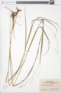 Panicum virgatum var. virgatum image