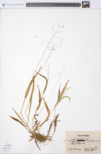 Panicum laxiflorum image