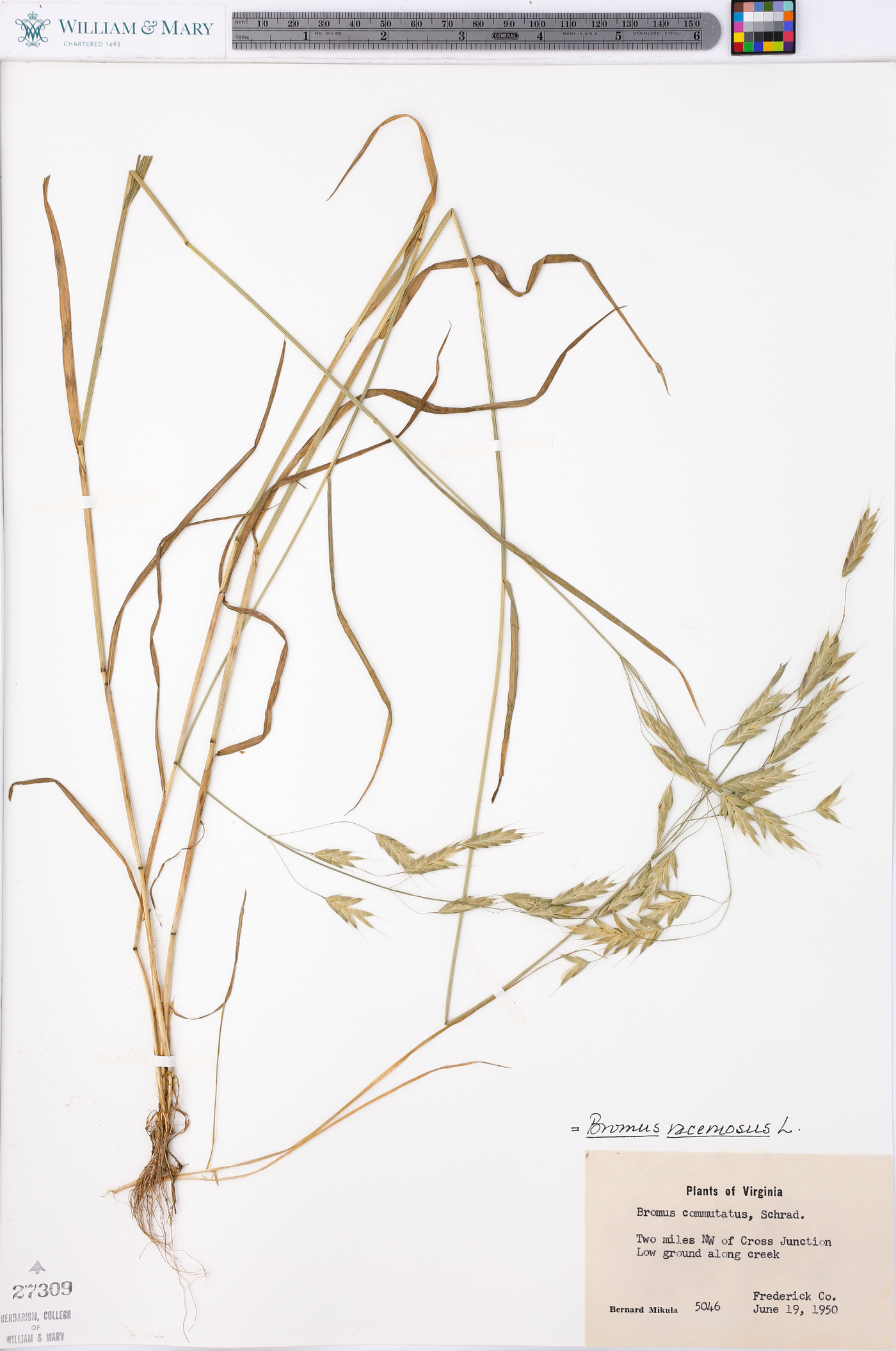 Bromus racemosus image