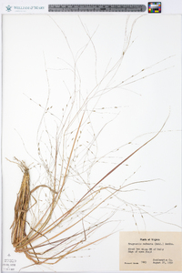 Eragrostis refracta image