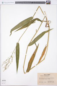 Panicum clandestinum image