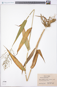 Panicum clandestinum image