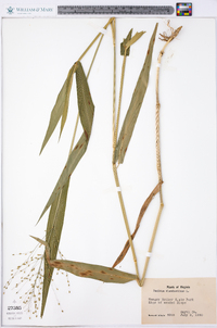 Panicum clandestinum image