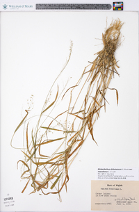 Dichanthelium dichotomum subsp. roanokense image