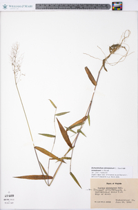 Dichanthelium dichotomum var. ramulosum image