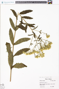 Eupatorium album image