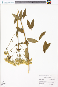 Eupatorium album image