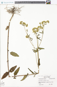 Eupatorium pilosum image