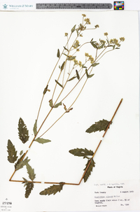 Eupatorium pilosum image